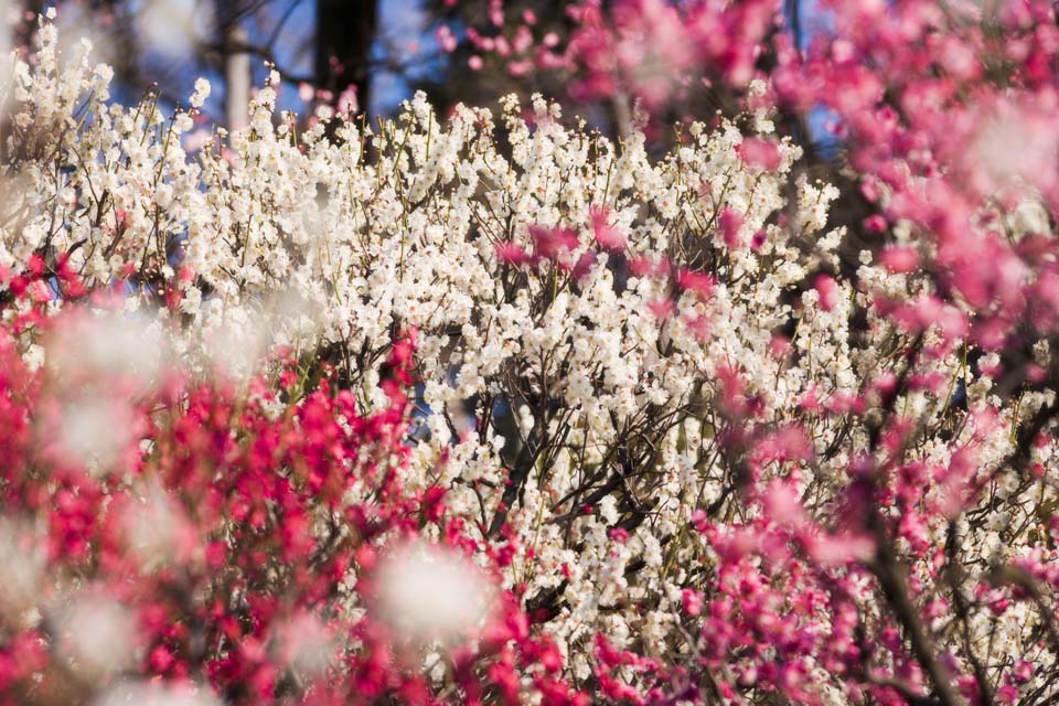 foto,tela,gratis,paisaje,fotografa,idea,Una ciruela est en el orgullo lleno, Prame, Ciruela, , Jardn de ciruela