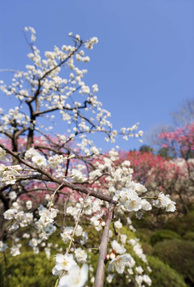 photo,material,free,landscape,picture,stock photo,Creative Commons,A plum is in full glory, Bear me, plum, , plum garden