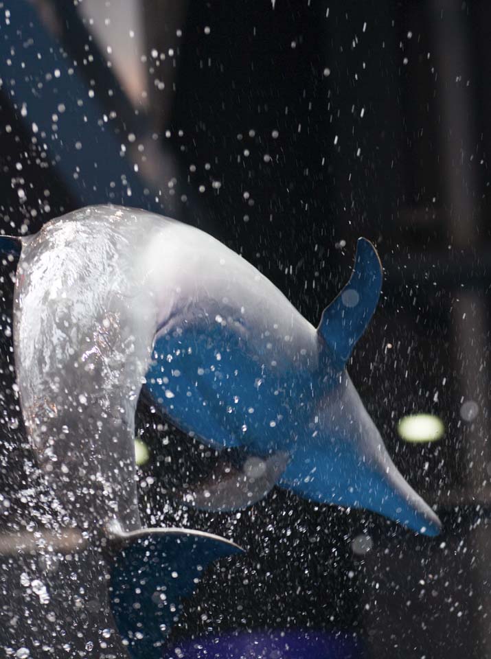 fotografia, materiale, libero il panorama, dipinga, fotografia di scorta,Un delfino che schizza, delfino, , , salto