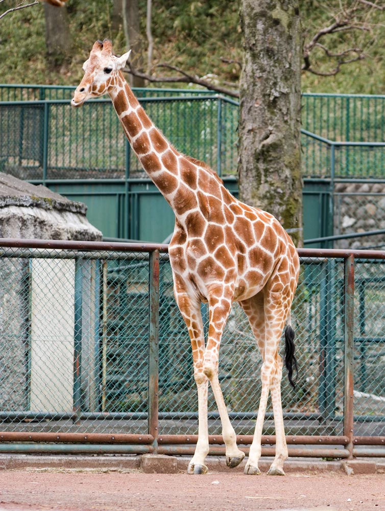 Foto, materieel, vrij, landschap, schilderstuk, bevoorraden foto,Een giraffe, Giraffe, , , Nek