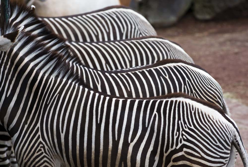 photo,material,free,landscape,picture,stock photo,Creative Commons,A stripe of a zebra, An island horse, zebra, grazing animal, The mane