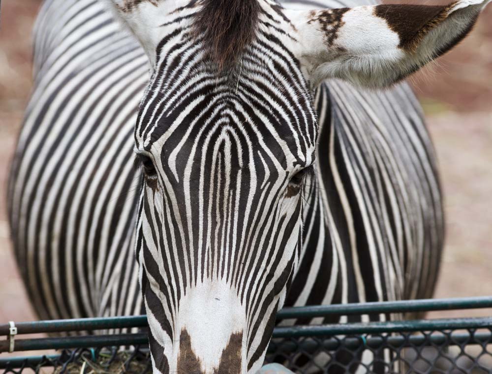 photo, la matire, libre, amnage, dcrivez, photo de la rserve,Un zbre, Un cheval d'le, zbre, paissant animal, La crinire