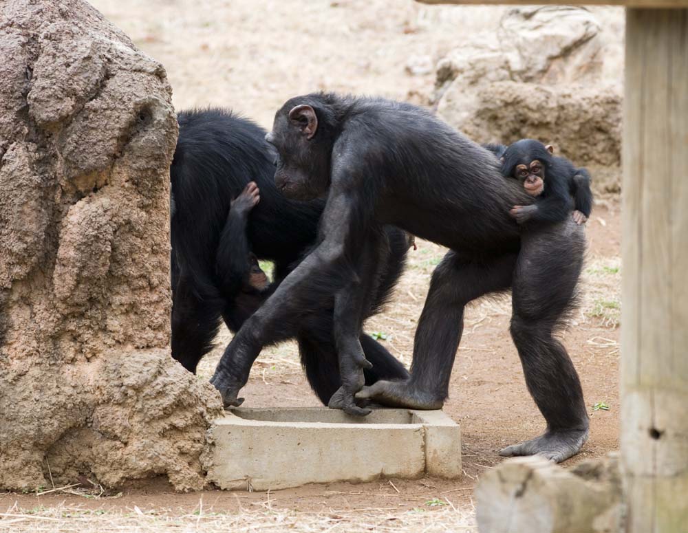 photo,material,free,landscape,picture,stock photo,Creative Commons,Parent and child of a chimpanzee, chimpanzee, An anthropoid ape, monkey, baby