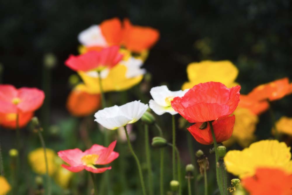 photo, la matire, libre, amnage, dcrivez, photo de la rserve,Un coquelicot, coquelicot, Je l'efface, , Moutarde