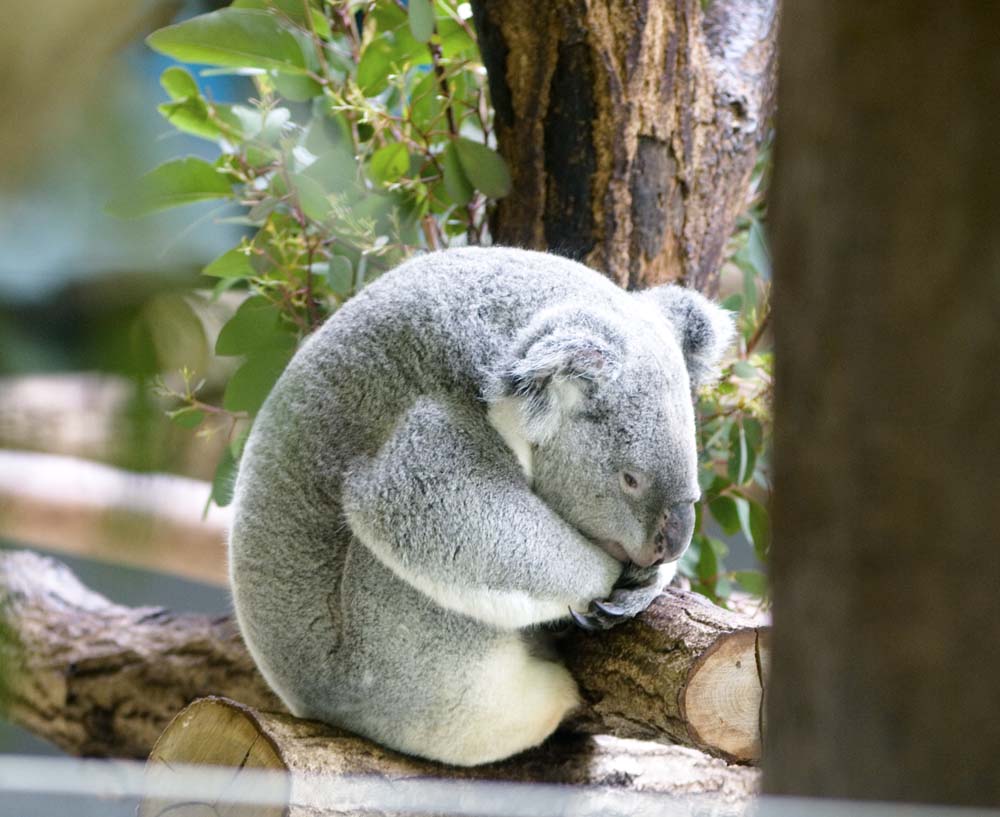 Foto, materiell, befreit, Landschaft, Bild, hat Foto auf Lager,Ein Koala, , Koala, , 