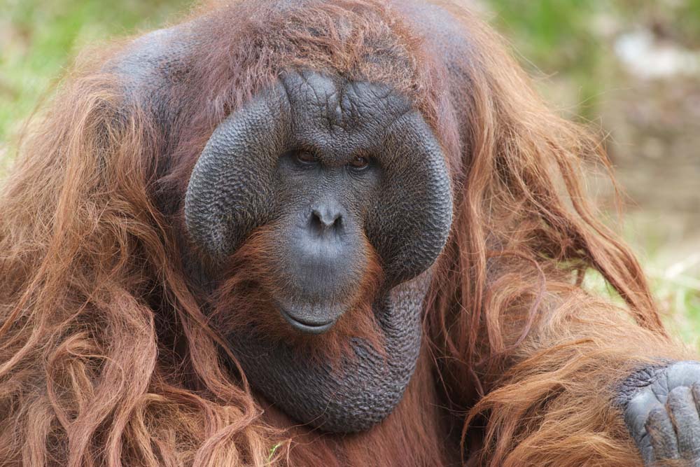 photo,material,free,landscape,picture,stock photo,Creative Commons,An orangutan, , An orangutan, An anthropoid ape, monkey