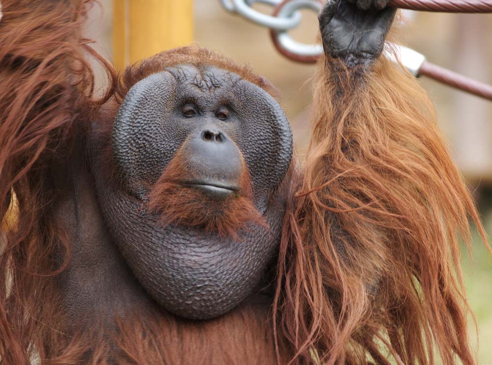 fotografia, materiale, libero il panorama, dipinga, fotografia di scorta,Un orangutan, , Un orangutan, Una scimmia antropoide, scimmia