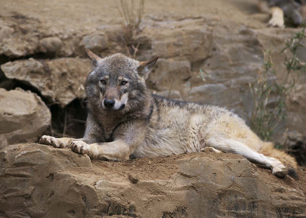 Foto, materieel, vrij, landschap, schilderstuk, bevoorraden foto,Een buffelen, Wolf, , , Wild bruut