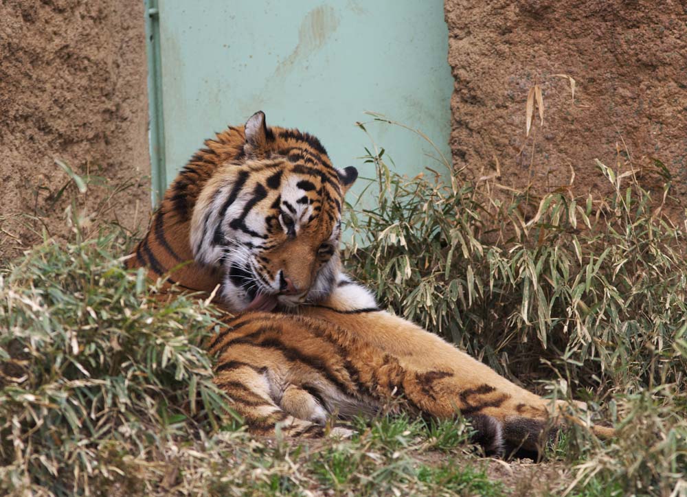 Foto, materieel, vrij, landschap, schilderstuk, bevoorraden foto,Een tijger, Tijger, , , 