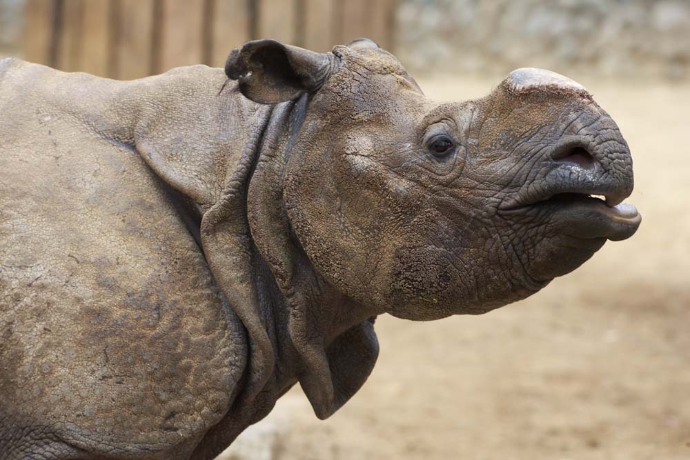 Foto, materiell, befreit, Landschaft, Bild, hat Foto auf Lager,Ein Nashorn, Nashorn, , , 