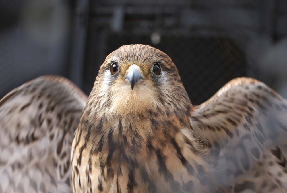 Foto, materiell, befreit, Landschaft, Bild, hat Foto auf Lager,Ein Turmfalke, , Turmfalke, Raptores, 