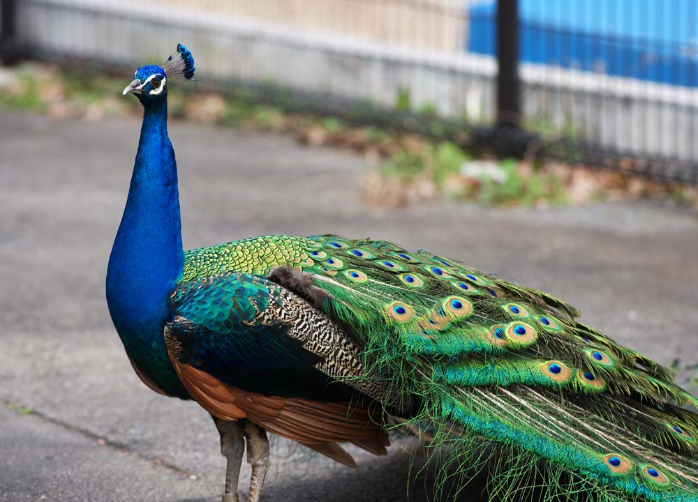 photo,material,free,landscape,picture,stock photo,Creative Commons,A peacock, , peacock, , decoration feather