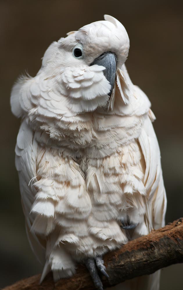 photo,material,free,landscape,picture,stock photo,Creative Commons,A parrot, I bear it, parrot, , bill