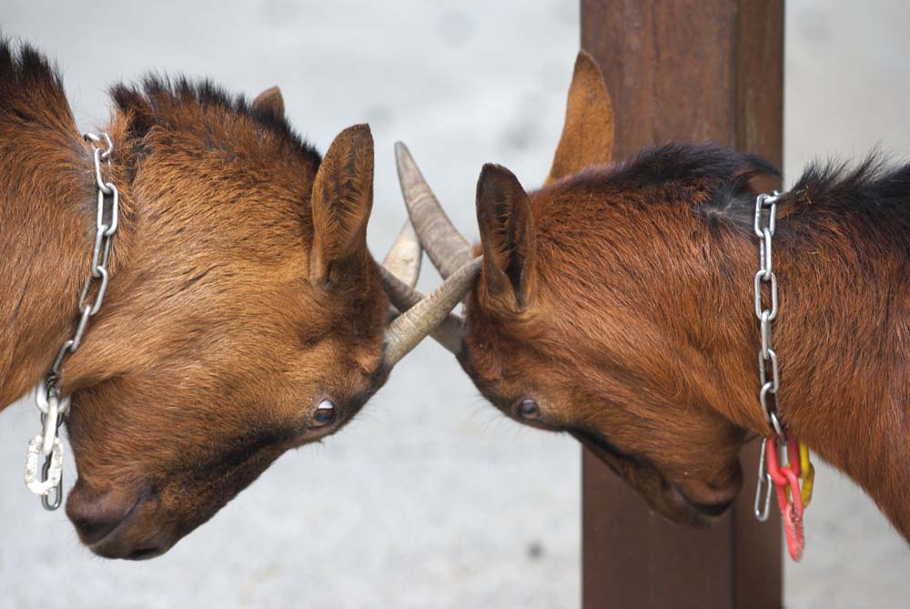 photo,material,free,landscape,picture,stock photo,Creative Commons,A duel of a goat, goat, , , quarrel