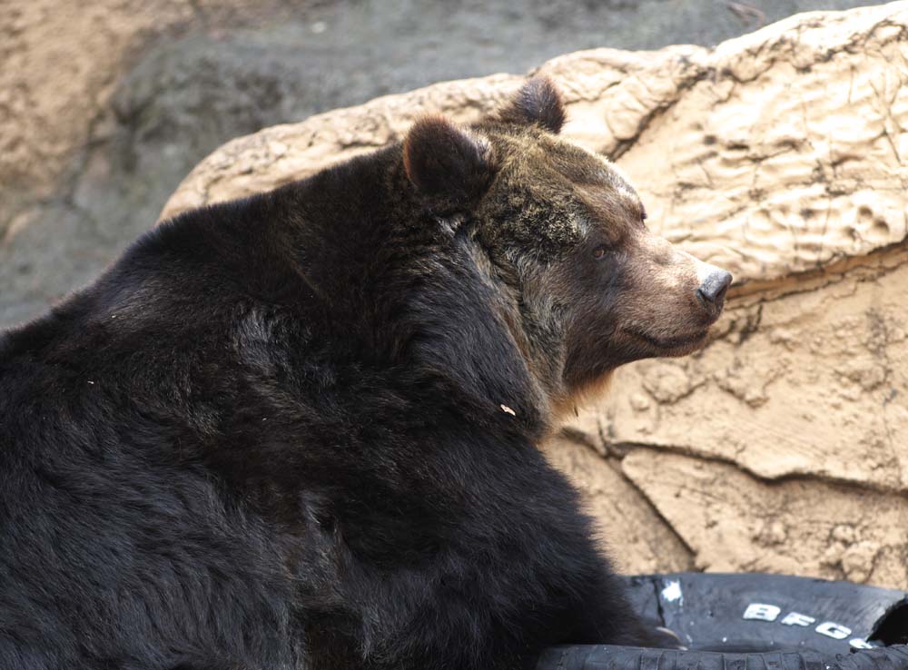 fotografia, materiale, libero il panorama, dipinga, fotografia di scorta,Un orso, , orso, , 