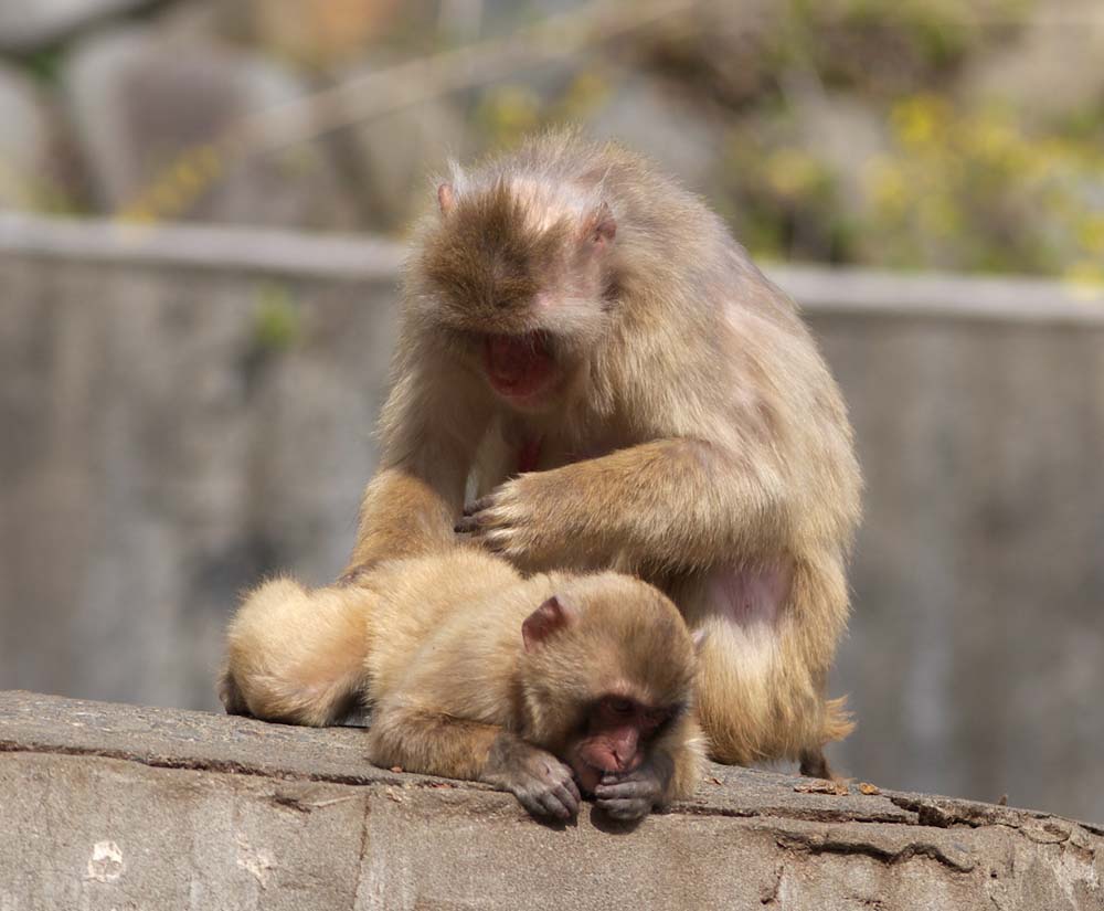 fotografia, material, livra, ajardine, imagine, proveja fotografia,Se enfeitando de um macaco, macaco, Macaco japons, , 