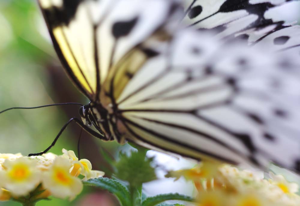 foto,tela,gratis,paisaje,fotografa,idea,Belleza de una mariposa, Mariposa, , , Flor