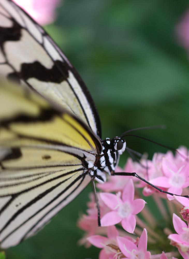 photo,material,free,landscape,picture,stock photo,Creative Commons,Big Butterfly, butterfly, , , flower