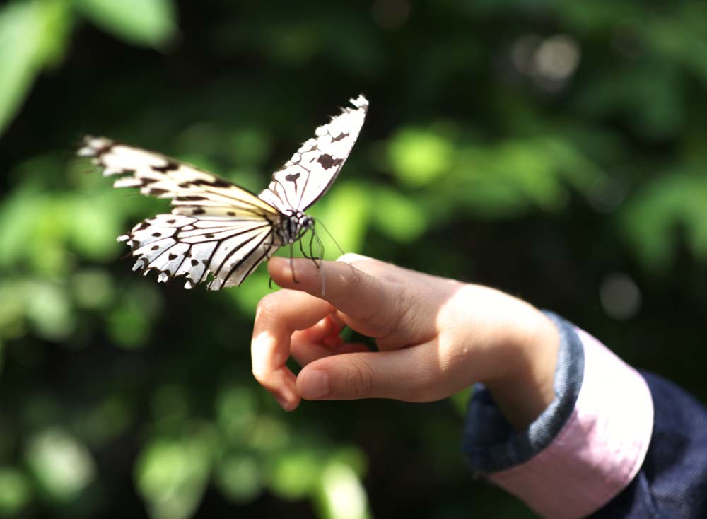 foto,tela,gratis,paisaje,fotografa,idea,Una nia y una mariposa, Mariposa, , , Flor