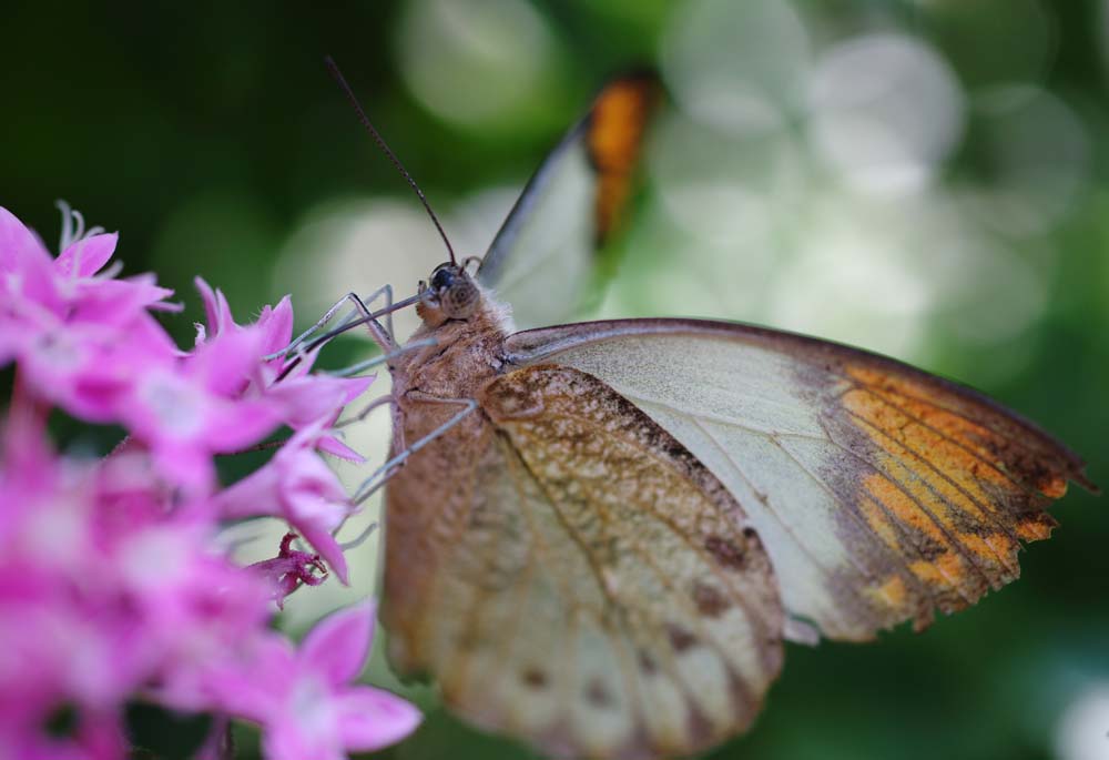 foto,tela,gratis,paisaje,fotografa,idea,Una comida de una mariposa, Mariposa, , , Flor