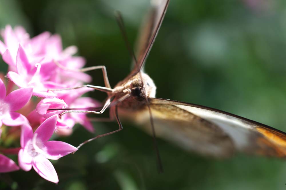 Foto, materiell, befreit, Landschaft, Bild, hat Foto auf Lager,Eine Mahlzeit eines Schmetterlinges, Schmetterling, , , Blume