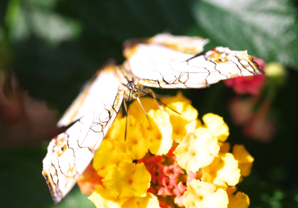 photo,material,free,landscape,picture,stock photo,Creative Commons,A meal of a butterfly, butterfly, , , flower