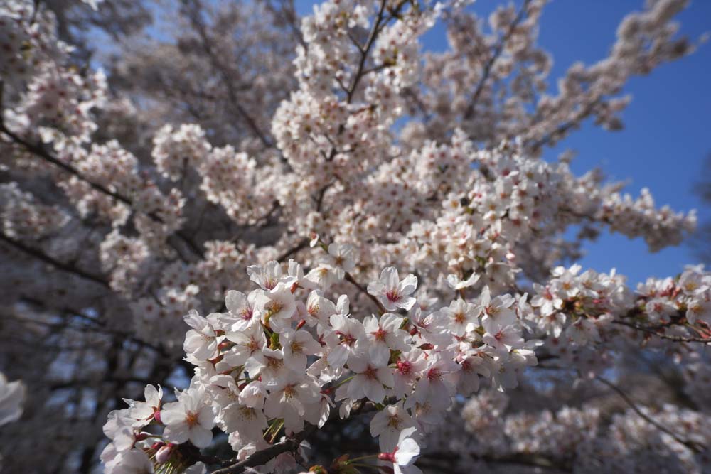 photo, la matire, libre, amnage, dcrivez, photo de la rserve,Arbre de la cerise fleur pleine, arbre de la cerise, , , Arbre de cerise Yoshino