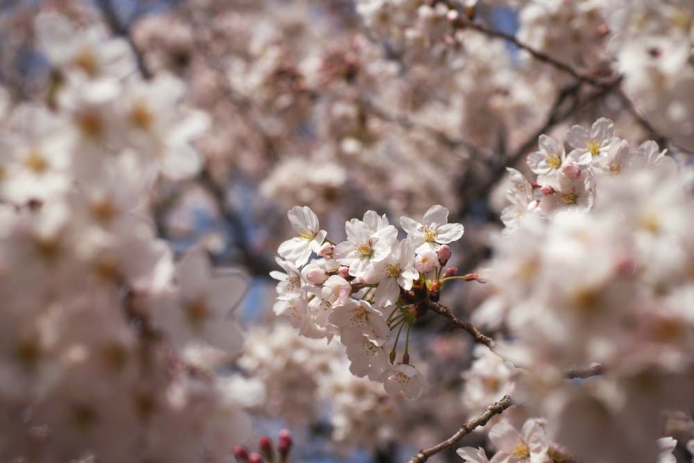 Foto, materieel, vrij, landschap, schilderstuk, bevoorraden foto,Kers boom gevulde bloem bloem, Kers boom, , , Yoshino kers boom