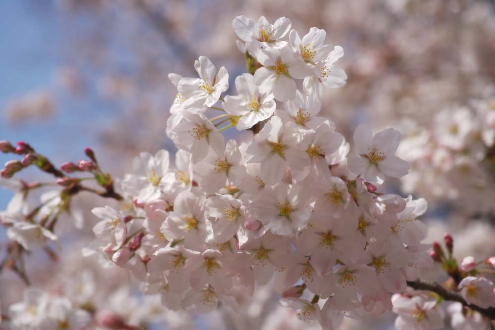 Foto, materieel, vrij, landschap, schilderstuk, bevoorraden foto,Kers boom gevulde bloem bloem, Kers boom, , , Yoshino kers boom