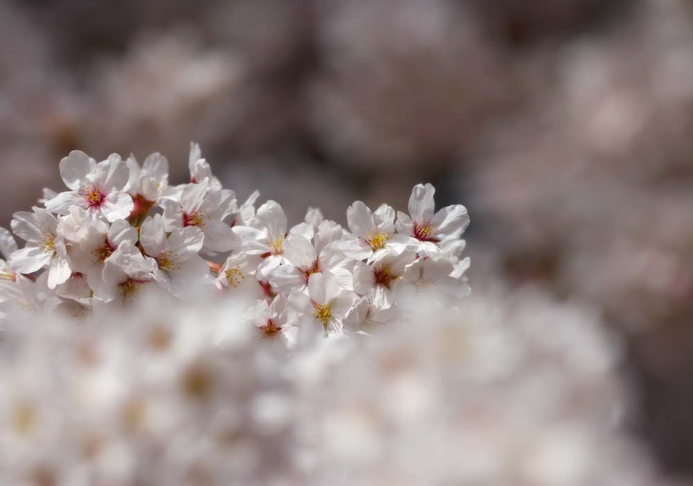 fotografia, material, livra, ajardine, imagine, proveja fotografia,rvore de cereja flor cheia, rvore de cereja, , , Yoshino cereja rvore