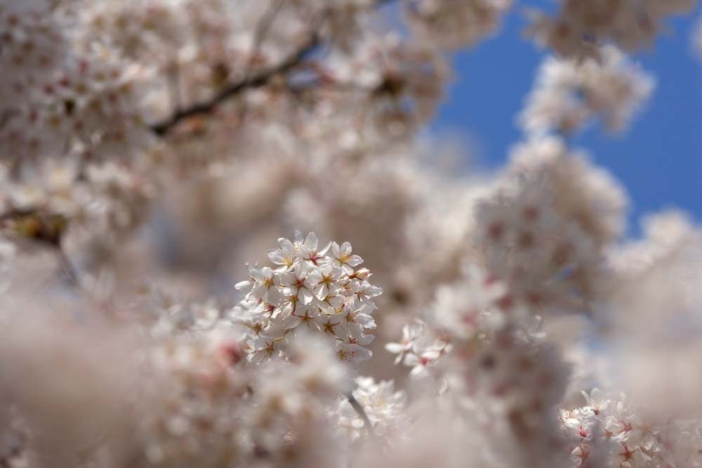 photo,material,free,landscape,picture,stock photo,Creative Commons,Cherry tree full bloom, cherry tree, , , Yoshino cherry tree