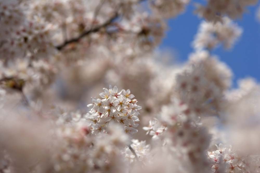 foto,tela,gratis,paisaje,fotografa,idea,Cerezo flor lleno, Cerezo, , , Cerezo de Yoshino