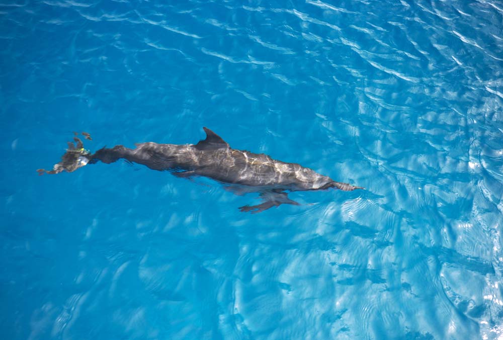 Foto, materiell, befreit, Landschaft, Bild, hat Foto auf Lager,Ein wilder Delfin, Gibt es es?, Delfin, , Welle