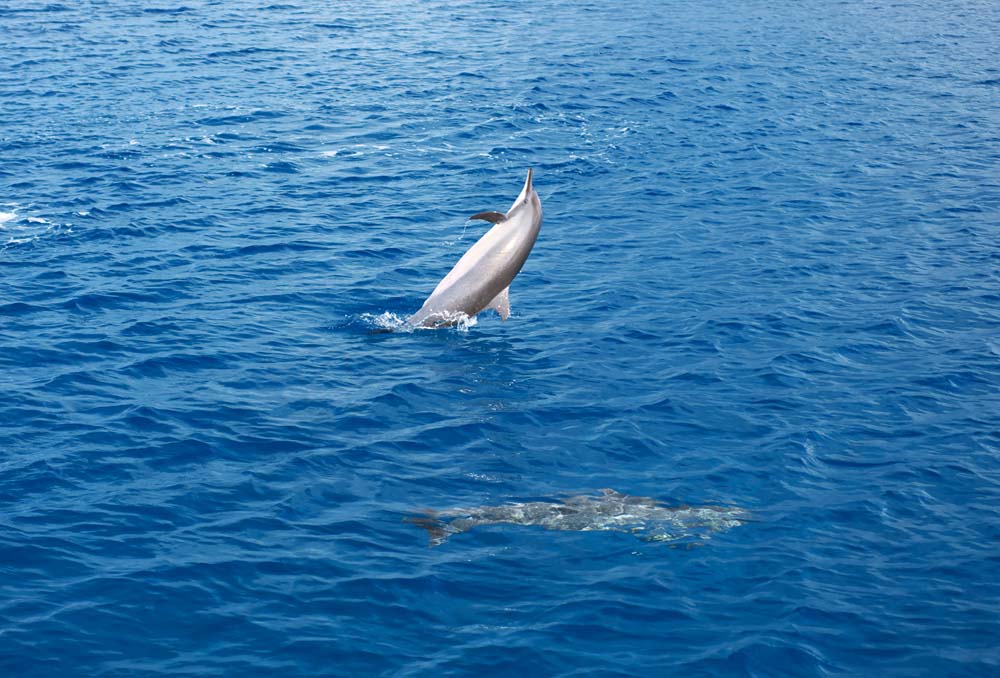 fotografia, materiale, libero il panorama, dipinga, fotografia di scorta,Un naturale salto di un delfino selvatico, Ci lo ?, delfino, , onda