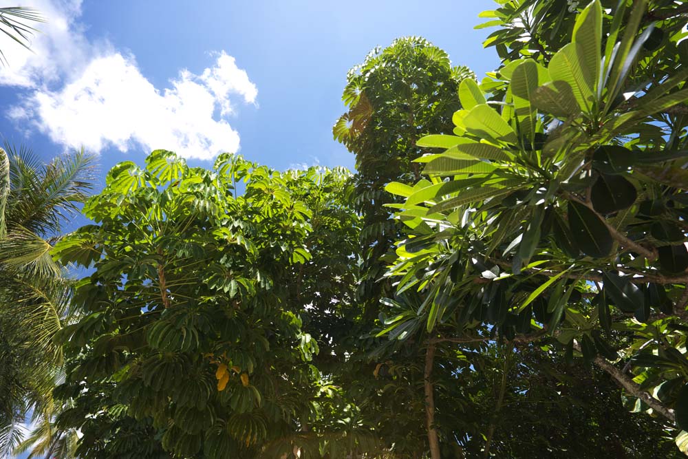 fotografia, materiale, libero il panorama, dipinga, fotografia di scorta,La giungla di paese meridionale, La giungla, foglia, albero, isola meridionale