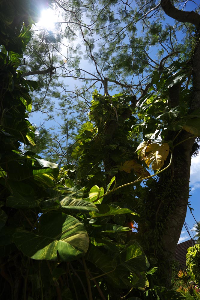 photo,material,free,landscape,picture,stock photo,Creative Commons,Jungle ivy-arum, The jungle, leaf, tree, south island