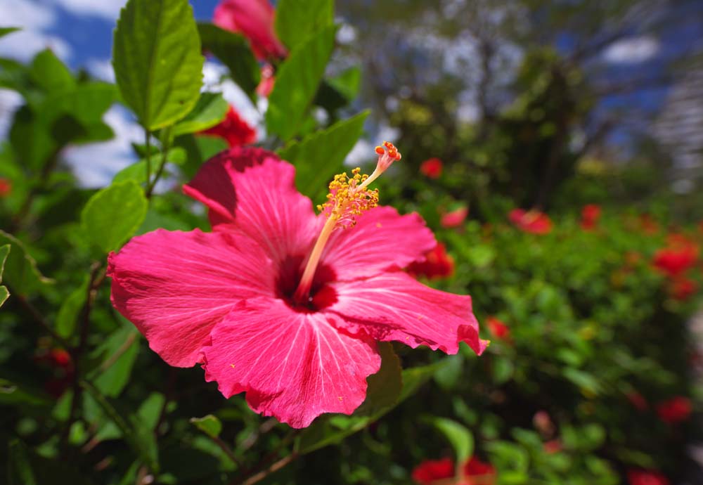 Foto, materiell, befreit, Landschaft, Bild, hat Foto auf Lager,Ein Hibiskus, Hibiskus, Bltenblatt, Tropisch, sdliches Land