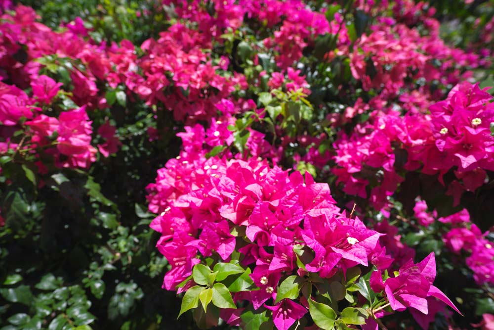 fotografia, materiale, libero il panorama, dipinga, fotografia di scorta,Un bougainvillaea, bougainvillaea, petalo, Tropicale, paese meridionale