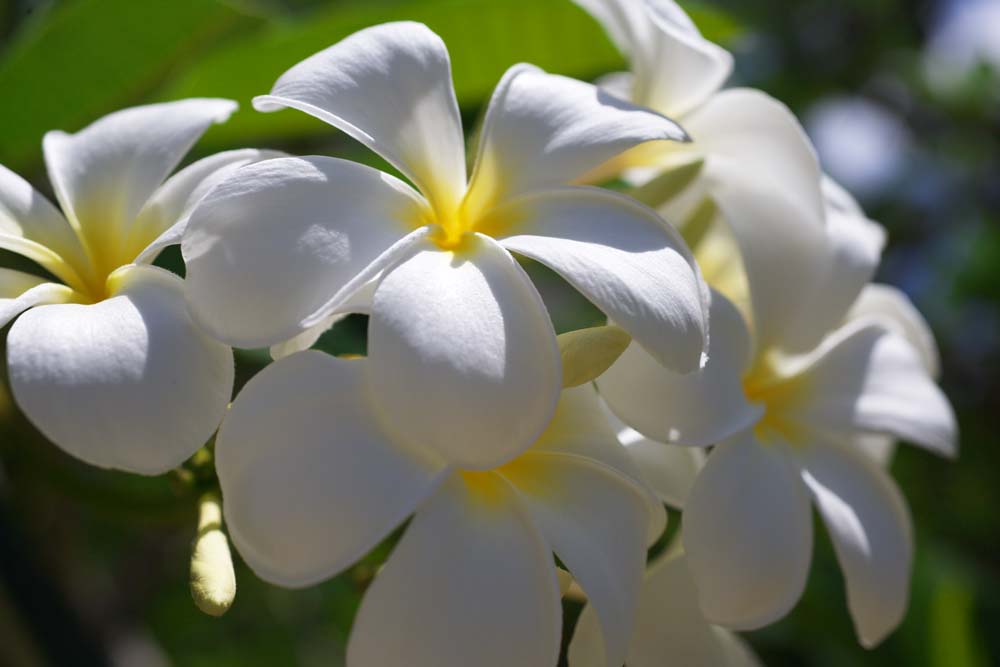 photo, la matire, libre, amnage, dcrivez, photo de la rserve,Luminosit d'un frangipani, frangipani, bouquet, Jaune, pays du sud