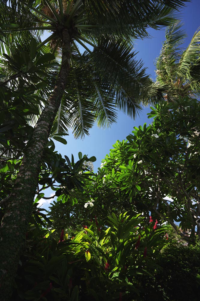 photo,material,free,landscape,picture,stock photo,Creative Commons,The southern country jungle, The jungle, leaf, tree, south island