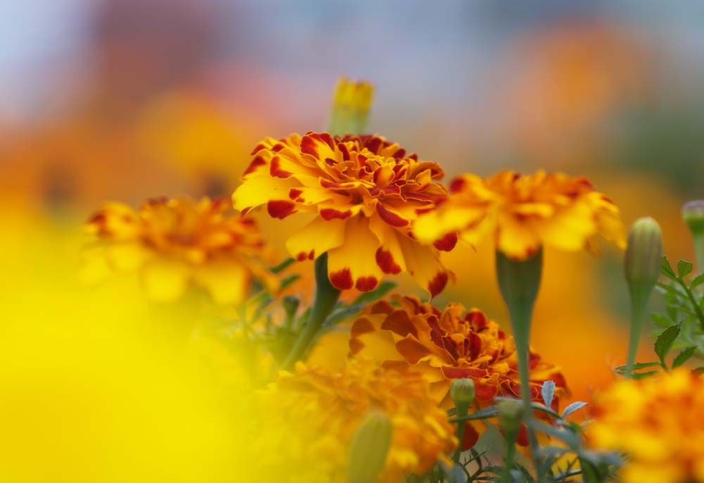 Foto, materiell, befreit, Landschaft, Bild, hat Foto auf Lager,Eine Atmosphre des Ringelblume, Gelb, Rot, Ringelblume, 