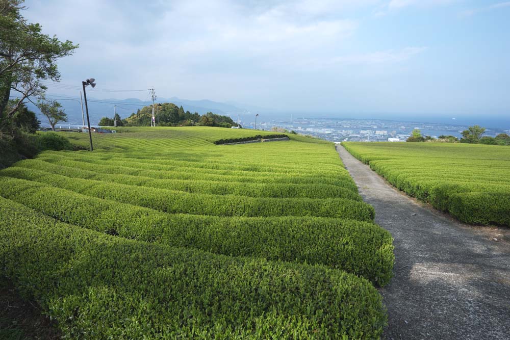 fotografia, materiale, libero il panorama, dipinga, fotografia di scorta,Una piantagione di t di Nihondaira, T, piantagione di t, solco, t-foglia