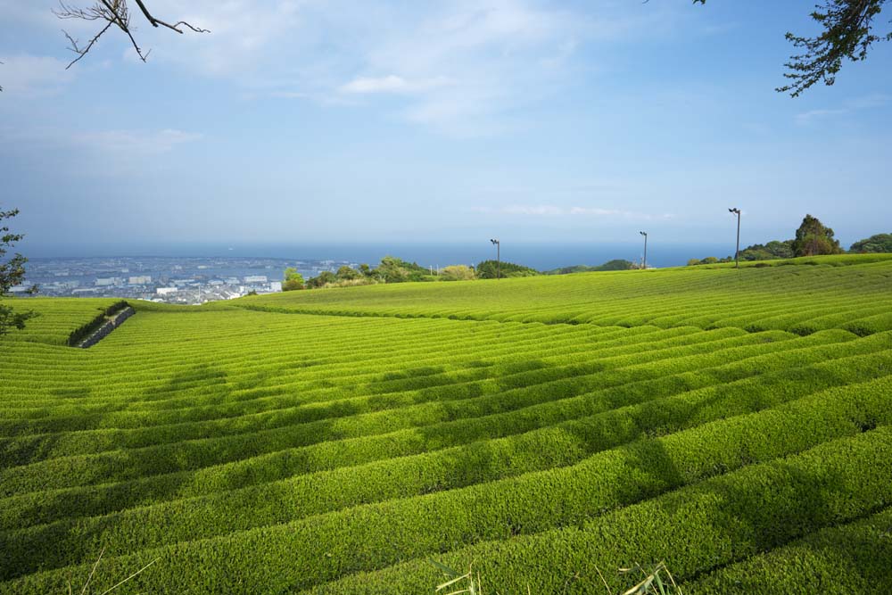 fotografia, materiale, libero il panorama, dipinga, fotografia di scorta,Una piantagione di t di Nihondaira, T, piantagione di t, solco, t-foglia