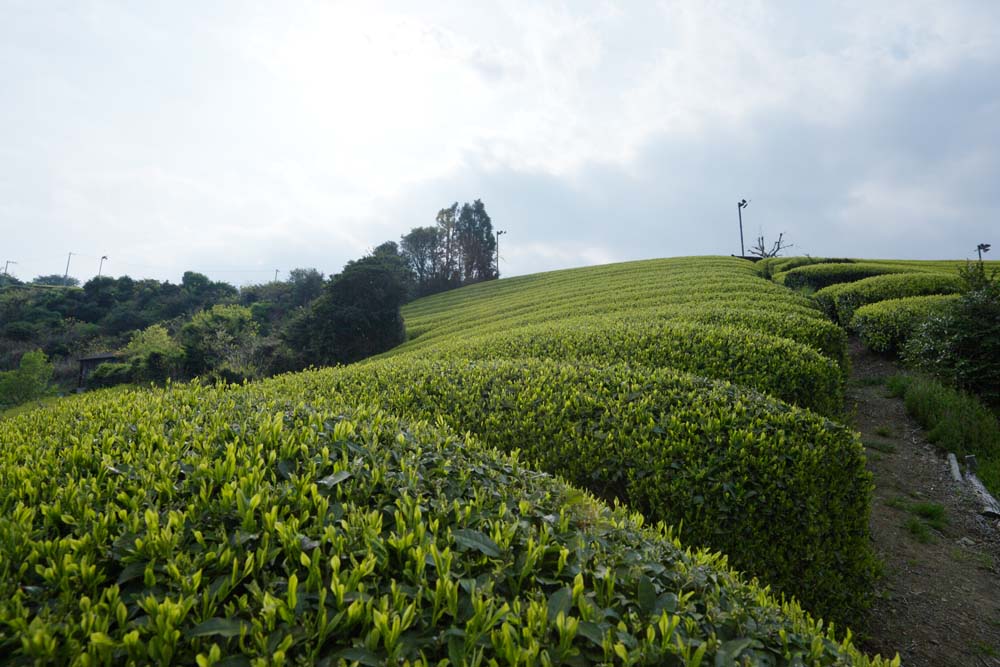 Foto, materiell, befreit, Landschaft, Bild, hat Foto auf Lager,Eine Teeplantage von Nihondaira, Tee, Teeplantage, Furche, Tee-Blatt