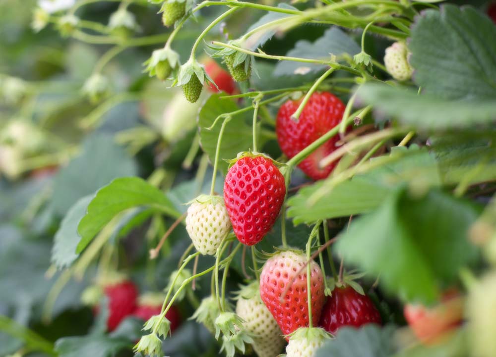 fotografia, materiale, libero il panorama, dipinga, fotografia di scorta,Fragola di Ishigaki, Frutta, fragola, , 