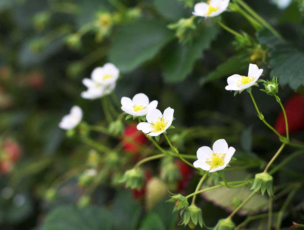 foto,tela,gratis,paisaje,fotografa,idea,Una flor de fresa de Ishigaki, Fruta, Fresa, , 