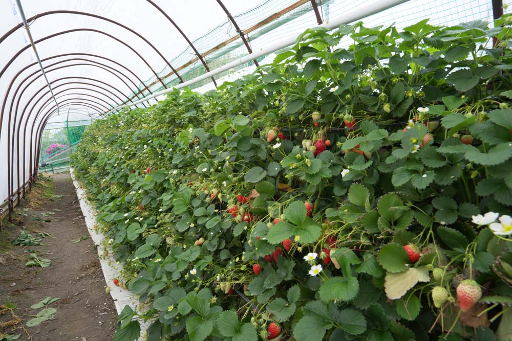 fotografia, materiale, libero il panorama, dipinga, fotografia di scorta,Fragola di Ishigaki, Frutta, fragola, , 