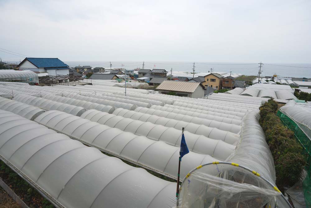 Foto, materieel, vrij, landschap, schilderstuk, bevoorraden foto,Een plastic broeikas van Ishigaki aardbei, Plastische broeikas, Landbouwkunde, Boerderij, Veld