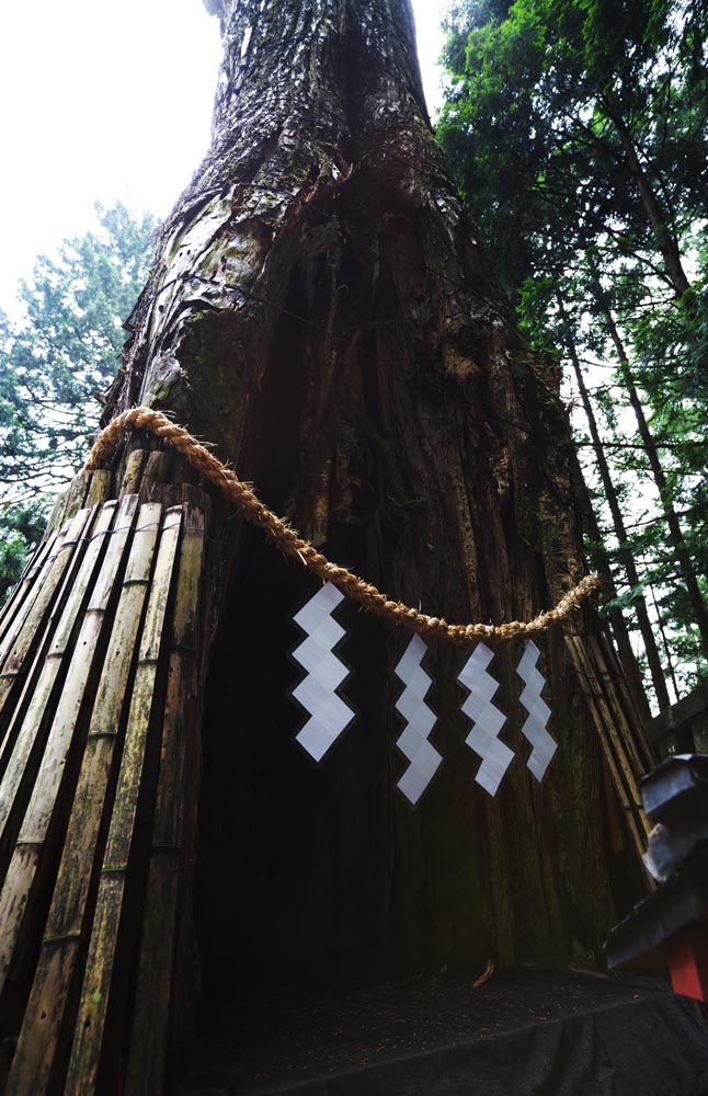 photo,material,free,landscape,picture,stock photo,Creative Commons,Kano cedar of Tosho-gu Shrine, cedar, sinus, Brag, Shinto straw festoon