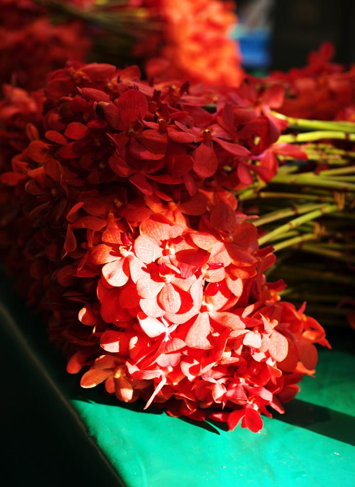 Foto, materieel, vrij, landschap, schilderstuk, bevoorraden foto,Een orchidee, , Een orchidee, , Markt